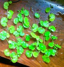 Hydrocotyle leucocephala